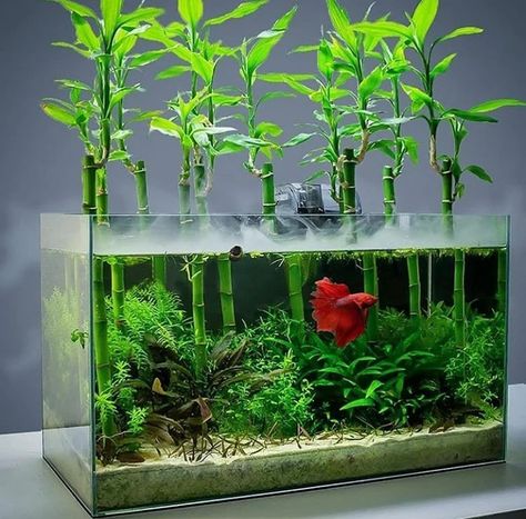 Cool Fish Tank Decorations, Fish Tank Themes, Aquarium Garden, Fish Tank Terrarium, Cool Fish Tanks, Diy Fish Tank, Fish Tank Design, Betta Aquarium, Underwater Plants