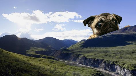 #dog #cute #meme #landscape #mountains #giant #mops #4K #wallpaper #hdwallpaper #desktop Pug Wallpaper, Hd Landscape, Hd Wallpapers For Laptop, Giant Animals, Cute Laptop Wallpaper, Landscape Mountains, Background Hd Wallpaper, Latest Hd Wallpapers, Mountain Wallpaper