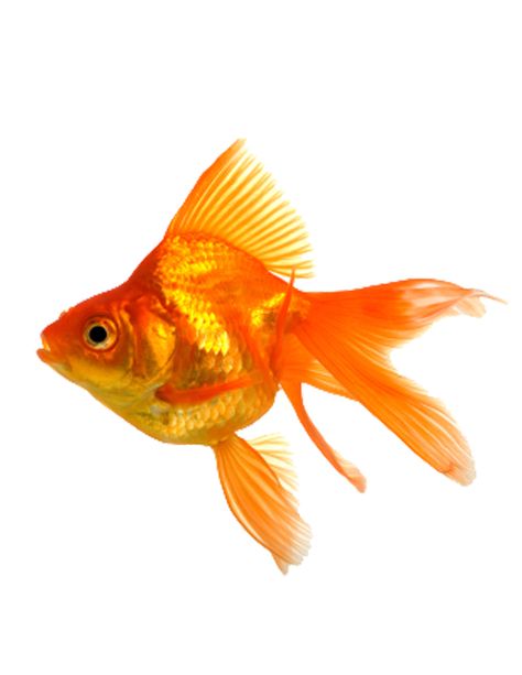 Fantail Goldfish, Golden Fish, Gold Fish, White And Orange, Beautiful Fish, Happy Animals, Chapter 3, Tropical Fish, Koi Fish