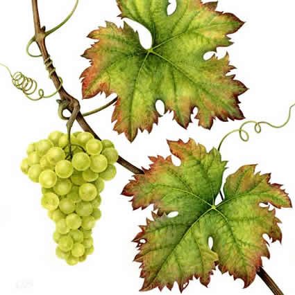 Grape Leaves Drawing, Grapevine Leaf, Grape Vineyard, Grape Painting, Fruits Drawing, Watercolor Fruit, Grape Leaf, Wine Art, Pola Sulam