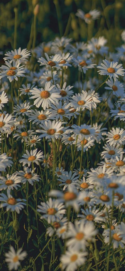 August Phone Wallpaper Aesthetic, Happy Background Aesthetic, Daisy Aesthetic Wallpaper Iphone, Summer Simple Wallpaper, Pretty Blue Wallpapers, Daisy Flower Aesthetic Wallpaper, Wildflower Wallpaper Iphone, Real Flower Wallpaper, Sleep Aesthetic Wallpaper