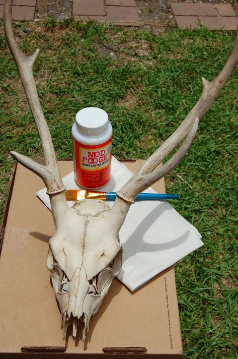 Thrifty Farmer's Wife: How I transformed a deer skull (head) into something artsy Skull Decor Diy, Skull Mount Ideas, Cow Head Decor, Deer Skull Decor, Deer Mount Ideas, Painted Deer Skulls, Animal Head Decor, Deer Skull Mount, Painted Animal Skulls