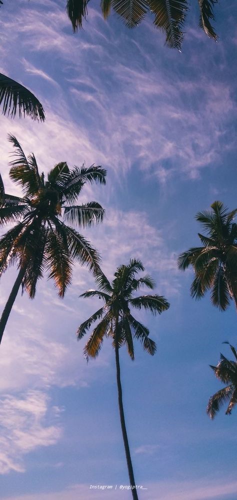 Iphone Background Tropical, Summer Wallpaper Palm Trees, Plam Tree Wallpaper Iphone, Florida Iphone Wallpaper, Palm Tree Phone Wallpaper, Beach Lockscreen Aesthetic, Palm Tree Background Wallpapers, Summer Wallpaper Iphone Hd, Aesthetic Palm Trees Background