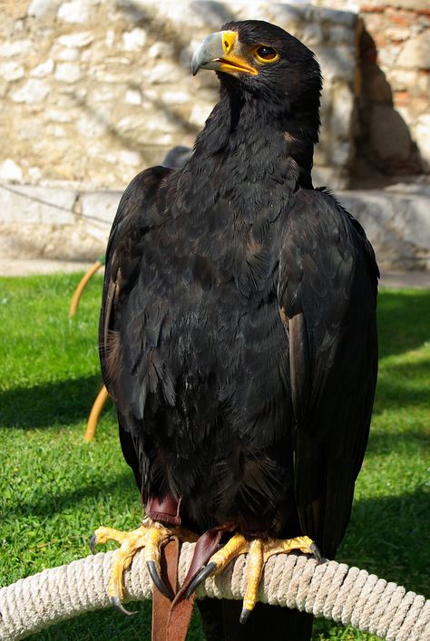 Verreaux's Eagle Peniscola Spain, Raptor Bird Of Prey, Raptors Bird, Big Birds, American Bald Eagle, Black Eagle, Black Baby, Big Bird, Birds Of Prey