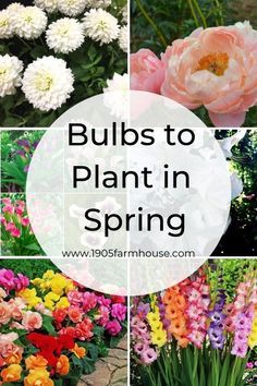 Flowering Plants, Garden Bulbs, Bulbs To Plant In Spring, Spring Garden Flowers, Different Types Of Flowers, Garden Wallpaper, Flower Plants, Decoration Plante, Cut Flower Garden