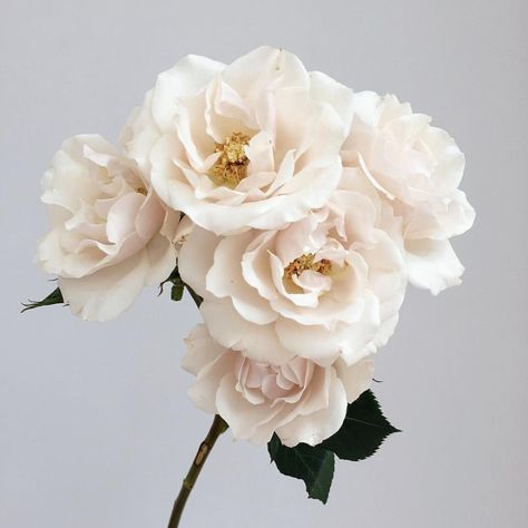 White majolica spray roses: all year ... Foggy Spring, Floral Names, Flower Library, White Spray Roses, Individual Flowers, Flower Board, White Boutonniere, Flower Types, Flower Guide