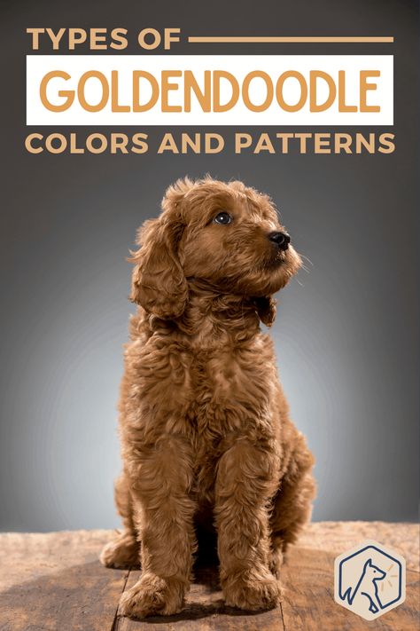 Types Of Goldendoodles, Golden Doodle Colors, F2b Goldendoodle, Goldendoodle Colors, Goldendoodle Full Grown, Apricot Goldendoodle, Chocolate Goldendoodle, White Goldendoodle, Dog Line Art Tattoo