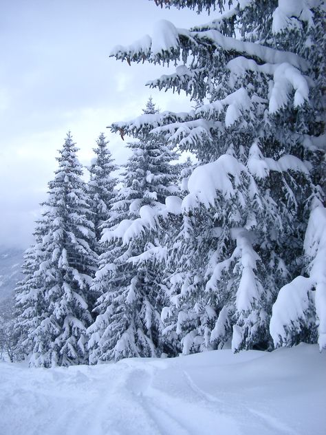 Snowy Colorado Trees | festive christmassy card fir fur snowy trees1969 jpg 1536x2048 979kb ... How To Have Style, Fur Tree, Fir Trees, Snow Covered Trees, Snowy Trees, Blue Sky Background, Winter Scenery, Fir Tree, Winter Beauty