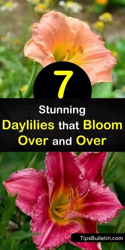 Discover how to enjoy daylily flowers from spring through fall by filling your garden with reblooming flowers. Grow daylilies with a long bloom time such as Pardon Me, Happy Returns, Apricot Sparkles, and Stella de Oro. #rebloomingdaylilies #longbloomdaylilies #daylily #rebloom Bulbs In Pots, Day Lilies Care, Lilly Garden, Reblooming Daylilies, Lily Care, Eden Rose, Daylily Garden, Nails Flowers, Florida Landscaping