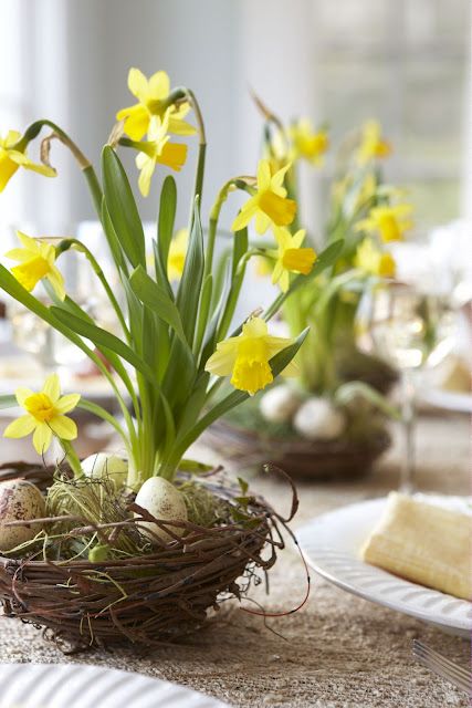 Gently remove the clumps of bulbs from the pot and dirt.  Remove most of the dirt  leaving just enough to support bulbs in nest.   Place bulbs into bird's nests purchased from the craft store.  Surround with moss to support the bulb. Use a few colored eggs to adorn your arrangement.  Use as one single centerpiece or several for your dining room table.   PS. After the bloom is spent, you can place bulbs in your flower garden for next year's Spring garden. Easter Gender Reveal Party, Easter House Decorations, Easter Symbols, Easter Flower Arrangements, Spring Flower Arrangements, Daffodil Bulbs, Easter Tablescapes, Yellow Daffodils, Easter Flowers