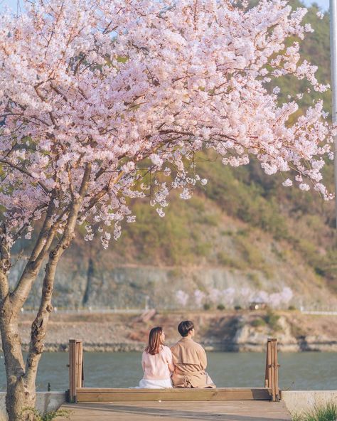 Korean Engagement Photos, Japan Photoshoot, Sakura Wedding, Cherry Blossom Pictures, Japan Spring, Japan Cherry Blossom, Outdoor Date, Korean Couple Photoshoot, Cherry Blossom Japan