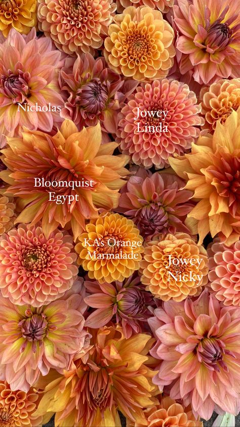 Dahlia Flower Gardens, Ball Dahlia Flower, Dahlia Flower Colors, Orange Dahlia Flower, Dahlia Flatlay, Dahlia Garden Layout, Nicholas Dahlia, Dahlia Garden Ideas, Dalias Flowers