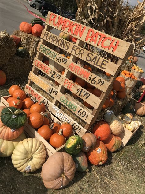 Pumpkin Patch Window Display, Pumpkin Patch Stand Diy, Pumpkin Store Display, Pumpkin Farm Stand Ideas, Fall Pallets Ideas, Diy Corn Maze At Home, Fall Pumpkin Displays Outside, Pumpkin Stand Roadside, Pumpkin Patch Farm Ideas