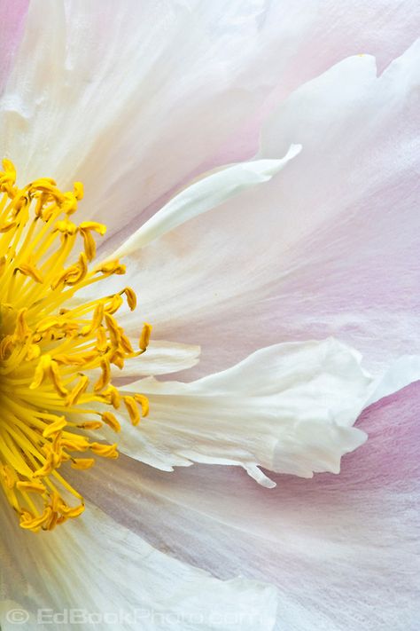 Peony flower (Paeonia suffruticosa) Yellow Peony Flower, Peony Photo, Peony Close Up, Paeonia Suffruticosa, Peony Black And White Photography, Diy Totem, Root Photography, Coral Sunset Peony, Peony Root