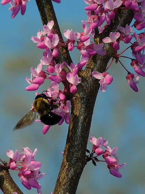 Eastern Redbud (spring) Redbud Tree Drawing, Urban Front Yard, Mississippi Nature, Wisconsin Garden, Eastern Redbud Tree, Plant Reference, Artwork Series, Moodboard Images, Flower References