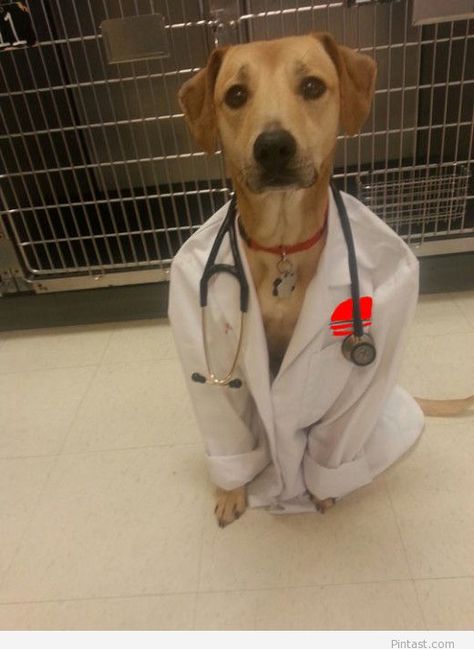 Doctor dog funny pic Humor Animal, Dog Pics, Funny Dog Memes, Funny Dog Pictures, Good Boy, Memes Humor, Funny Animal Memes, Funny Animal Pictures, Dog Memes