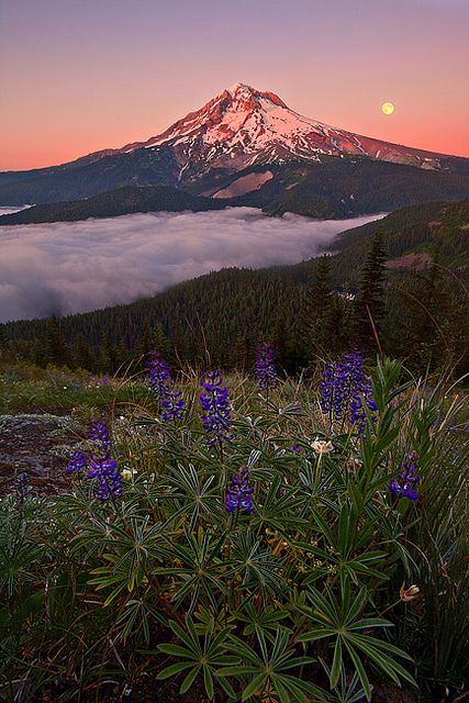 Sunset, Mt. Hood | Flickr - Photo Sharing! Nature, Book Locations, Fire Lookout, My Hood, Mount Hood, Mt Hood, Fantasy Places, Oregon State, Beautiful Photos Of Nature