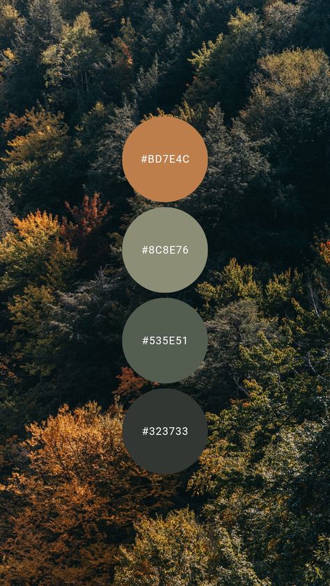 A trio of cool green paired with pumpkin give autumn vibes. Try it in the living room, kitchen, bedroom or at the cabin / cottage. #colourpalette #colorpalette #colour #color #palette #Spruce #forest #green #nature #orange #trees Green Orange Color Palette Bedrooms, Forest Colour Pallet, Camping Colour Palette, Forest Color Pallette, Black Green Orange Color Palette, Forest Colour Scheme, Forest Tones Colour Palettes, Walnut And Green Color Palette, Forest Green Color Palette Bedroom