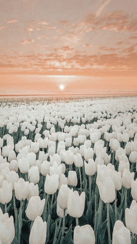 Spring Asthetics Photos, Tulip Field Wallpaper Iphone, White Tulips Wallpaper, White Tulips Wallpaper Aesthetic, White Tulips Aesthetic Wallpaper Laptop, Aesthetic Wallpaper Tulips White, Field Of Tulips Wallpaper, Black Flowers Wallpaper, Flowers Photography Wallpaper