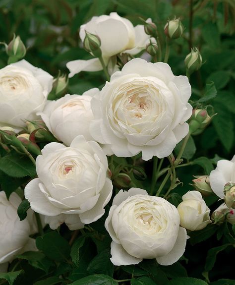 English Roses Built for Northern California - FineGardening Claire Austin Rose, David Austin Rose, Rose Belle, Austin Rose, Heirloom Roses, Sun Garden, March Hare, Types Of Roses, Shrub Roses