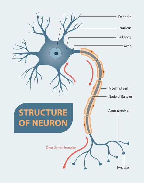 Structure of neuron Structure Of Neuron, Neuron Diagram, Neuron Model, Neuron Structure, Nervous Tissue, Types Of Neurons, Biology Drawing, Anatomy Notes, Ap Psych