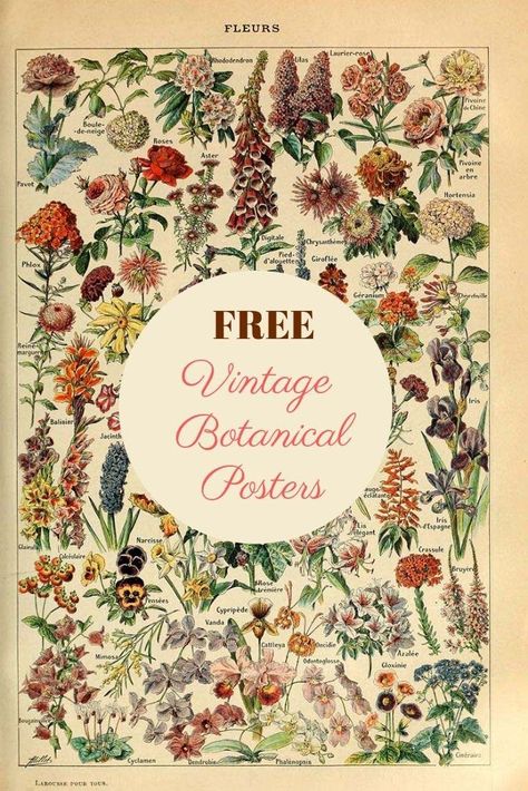 6 fabulous vintage botanical posters to download for free. #flowers #botanicals Vintage Flower Poster, Vintage Daffodil, Free Ephemera, Botanical Posters, Sewing Desk, Flower Drawings, Theme Nature, Botanical Illustration Vintage, Illustration Botanique