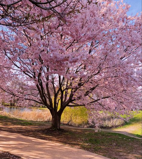 Cherry Blossom Pictures, Pink Blossom Tree, Japanese Cherry Tree, Cherry Blooms, Japanese Blossom, Japanese Tree, Acrylic Painting Ideas, Easy Acrylic Painting, Sakura Tree