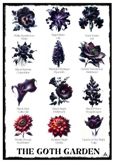 Goth Garden Flowers, Witchy Botanical Tattoo, Black Flower Garden, Goth Plants, Goth Flowers, Dark Plants, Witchy Garden, Flowers To Plant, Black Ish