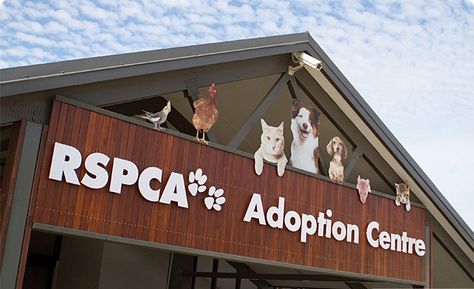 RSPCA - Adoption Centres Places In Melbourne, Animal Rescue Center, Pet Clinic, Adoption Center, Dog Rescue, Cat Shelter, Cat Care, Cat Rescue, Cat Adoption