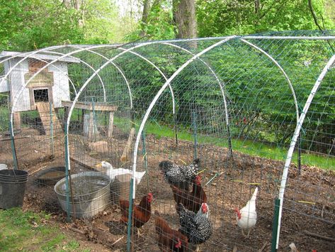 please help...need to build chicken run fast and cheap! (chickens forum at permies) Diy Chicken Run Cheap, Chicken Coop Blueprints, Cheap Chicken Coops, Chicken Fence, Best Egg Laying Chickens, Portable Chicken Coop, Egg Laying Chickens, Chicken Tractor, Chicken Run