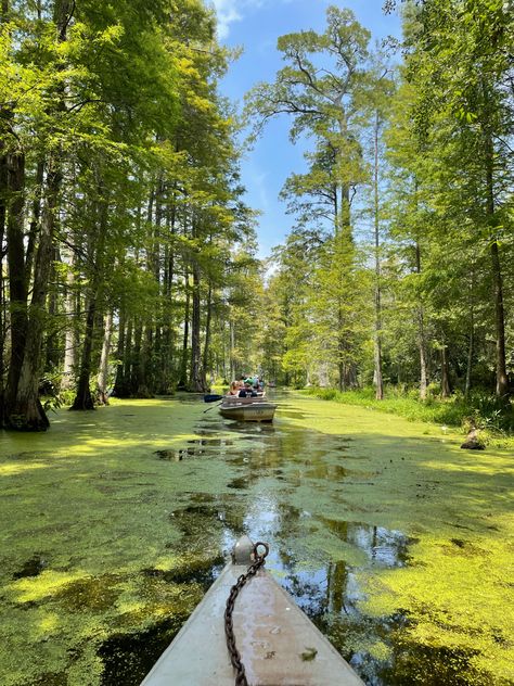 Visit the cypress gardens where the iconic notebook scene was filmed. #charleston sc, #monkscorner, #explore, what to do in charleston, must see, #couple friendly #dateideas idea, date idea charleston, #lowcountry, where to visit, family friendly in charleston, monks corner SC, explore south carolina, the carolinas, outside of downtown charleston, fun, green, aesthetic, #nature, meadow, #kayak, boatride, two people, the notebook, #mustsee Charleston South Carolina The Notebook, Cyprus Gardens South Carolina, Charleston South Carolina Photography, Lowcountry South Carolina, Charlotte South Carolina, South Carolina Nature, Living In Charleston Sc, Carolinas Aesthetic, Downtown Charleston Sc Aesthetic