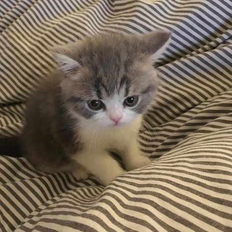 Tiny Kitten Aesthetic, Kitten Icon, Kitten Aesthetic, Cute Little Kittens, Silly Cats Pictures, Cute Cats Photos, Cat Icon, Little Kittens