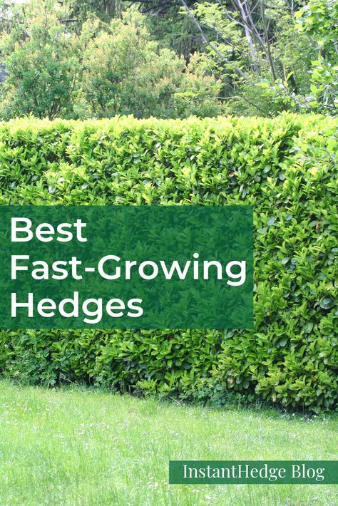 The fastest growing hedges provide privacy as quickly as possible by becoming tall and thick in just a few seasons. These are all good for growing as large hedges for privacy. | InstantHedge Blog #hedge #fastgrowinghedge #privacyhedge #privacyscreen #instanthedge Best Screening Plants, Hedge Ideas Backyards, Trees And Bushes For Privacy, Pitch Apple Hedge, Patio Privacy Landscaping Ideas, Best Plants For Hedges, Hedge Bushes For Privacy, Tall Shrubs For Privacy Backyards, Hedge Fence Privacy