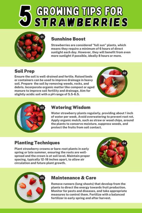 Infographic titled 'Growing Tips for Strawberries.' Explore five essential tips for successful strawberry cultivation, including site selection, soil preparation, planting techniques, watering and mulching, and maintenance and care. Enhance your strawberry gardening with these valuable tips and enjoy a bountiful harvest of sweet, juicy strawberries." How To Care For Strawberry Plants, Strawberry Growing Tips, Growing Strawberries In Raised Beds, Soil For Strawberries, Companion Planting Strawberries, Strawberry Fertilizer, Strawberry Plant Care, Gardening Strawberries, 2023 Notebook