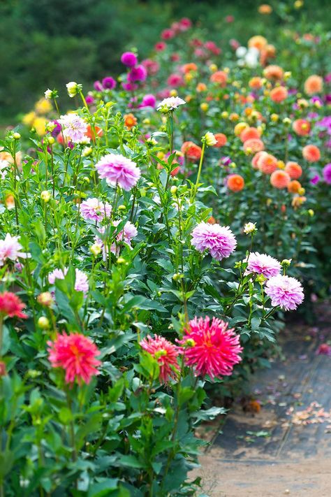 Garden Flower Arrangements, Daliah Flower, When To Start Seeds Indoors, When To Start Seeds, Dalia Flower, Dahlia Flower Garden, Planting Dahlias, Start Seeds Indoors, Zinnia Garden