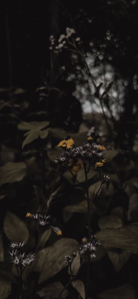 Dark August Aesthetic, Dark Plant Wallpaper, Dark Background Landscape, Dark Spring Wallpaper, Realistic Wallpaper Iphone, Dark Summer Wallpaper, Dark Plant Aesthetic, Moody Wallpaper Iphone, Dark Nature Aesthetic Wallpaper