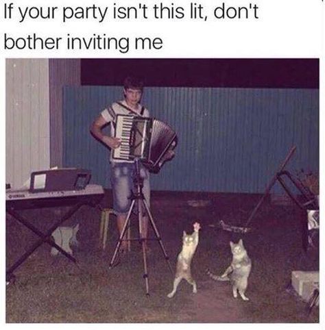 "If your party isn't this lit, don't bother inviting me." Cats dancing to accordion music. F YEAH!!! Leyte, Dancing Cat, Two Cats, Phil Lester, Adorable Cats, Cat Club, Memes Humor, John Cena, Fall Out Boy