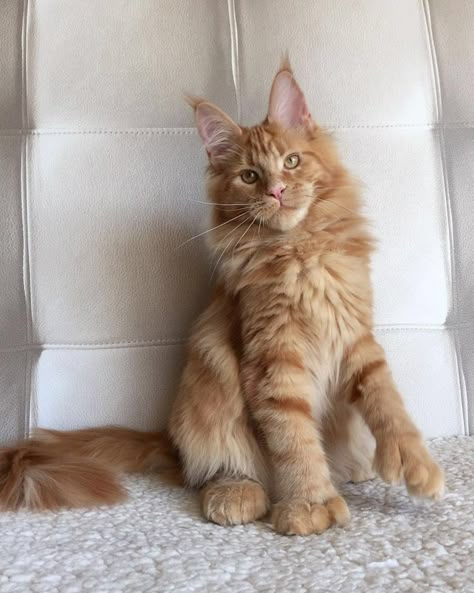 Mancoon Cats, Maine Cooney Cats, Maine Coone, Mainecoon Cat, Cutest Kittens, Dream's Cat, Rare Cats, Image Chat, Söt Katt