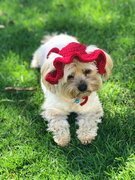 Crochet Dog Hat Free Pattern, Cat Bucket Hat, Cat Hat Pattern, Crochet Dog Hat, Crochet Dog Clothes, Puppy Hats, Dog Sweater Crochet Pattern, Crochet Cat Hat, Crochet Dog Patterns