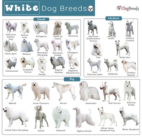 List of Small, Medium, & Big White Dog Breeds With Pictures Elegant Dog Breeds, Dog Breeds Big, Big White Dog, White Dog Breeds, Fluffy Dog Breeds, Dog Infographic, Big Fluffy Dogs, Pure Breed Dogs, Dog Breed Names