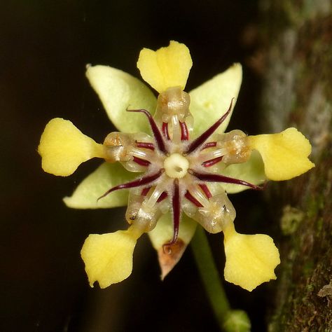 #cacaoflower, #Theobroma #cacao Cacao Flower, Gods Design, Making Plant Pots, Gorgeous Flowers, Unusual Flowers, Theobroma Cacao, Container Flowers, Colorful Gifts, Exotic Plants