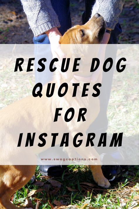 Explore heartwarming Rescue Dog Quotes perfect for your Instagram captions! Find inspiration and celebrate the unconditional bond between you and your four-legged hero. Share the joy of rescue, one quote at a time. #RescueDogQuotes #InstagramCaptions #PawsitiveVibes Rescued Dog Quotes, Zoomies Dog Quote, Rescue Dog Quotes Adoption, National Rescue Dog Day, Adopted Dog Quotes, Adopt Dog Quotes, Reactive Dog Quotes, Rescue Dogs Quotes, Dog Rescue Quotes