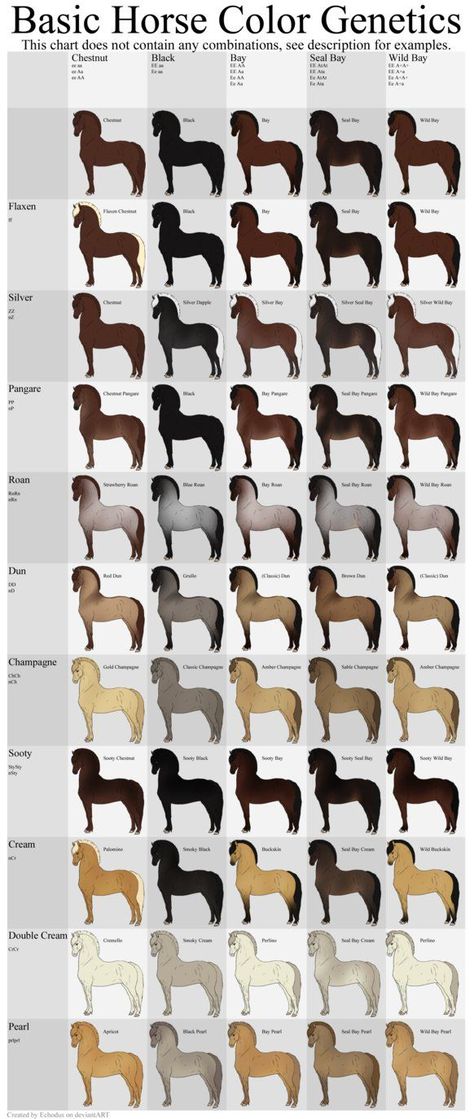 Roan Horse Colors, Horse Coat Patterns, Eye Color Chart Genetics, Horse Color Chart, Eye Color Chart, Horse Markings, Horse Coat Colors, Horse Facts, Horse Care Tips