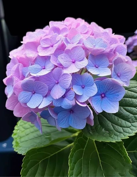 Hydrangeas Art, Hydrangea Painting, Blue Hydrangea Flowers, Very Beautiful Flowers, Plants Are Friends, Bamboo Garden, Plant Photography, Flower Art Images, Hydrangea Flower