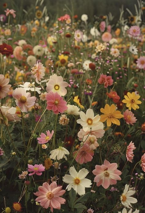 Wild Flower Types, New England Wildflowers, Floral Garden Aesthetic, Flowerbed Aesthetic, Alisha Core Aesthetic, Wild Flower Fields, Vintage Wildflower Aesthetic, Flower Picking Aesthetic, Wild Flowers Aesthetic