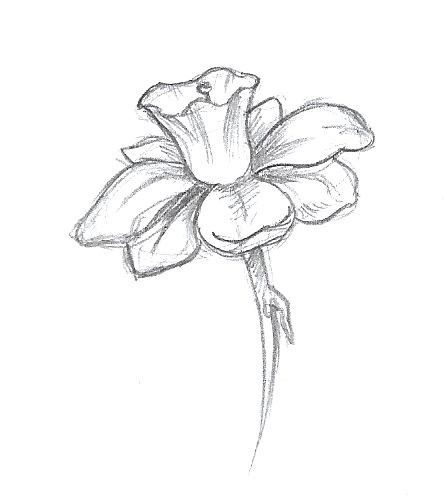 Flower Art Drawing, Flower Sketches, Next Tattoo, Easy Doodles Drawings, Easy Drawings Sketches, Cute Doodles Drawings, Nature Drawing, Celebrity Tattoos, Doodle Art Designs