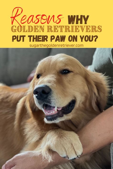 Senior Golden Retriever, Golden Retriever Haircut Styles, Grooming Golden Retriever, Shaved Golden Retriever, Golden Retriever Grooming Styles, Golden Retriever Haircut, Golden Retriever Care, Golden Retriever Puppy Training, Golden Retriever Quotes