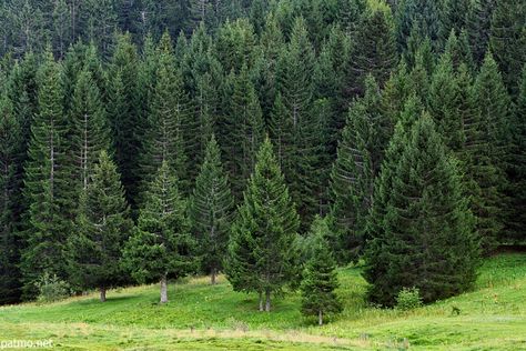 Image of a forest of coniferous trees in the french Alps Spruce Forest, Coniferous Trees, Coniferous Forest, Pine Tree Forest, Cedar Forest, Rainbow House, Pine Trees Forest, Conifer Trees, Evergreen Forest