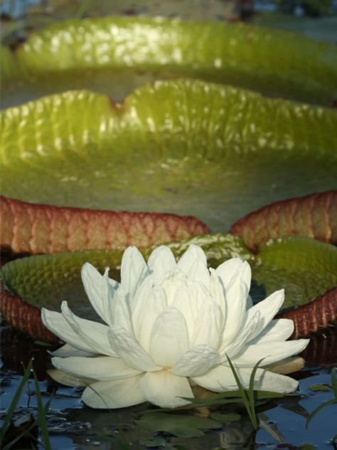 Giant Water Lily, Lily Lotus, Lotus Art, Water Lilly, Giant Flowers, Flowering Plants, Flower Diy Crafts, Aquatic Plants, Water Flowers