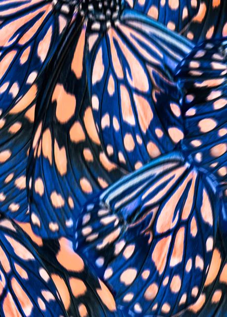 Patterns In Animals, Abstract Prints Textiles, Animal Texture Pattern, Insect Texture, Animal Skin Texture, Patterns In Nature Butterfly, Butterfly Pattern Design, Animal Skin Print, Insect Pattern